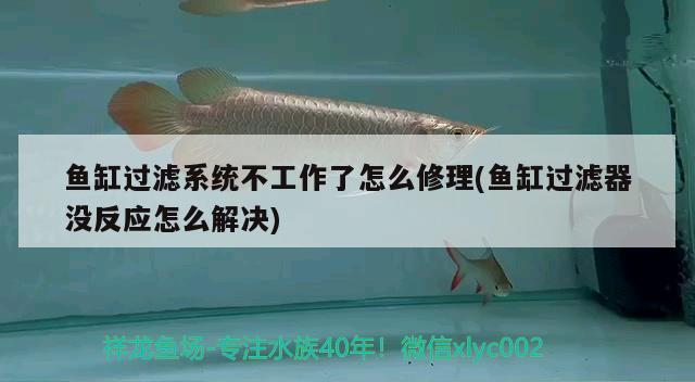 魚缸過濾系統(tǒng)不工作了怎么修理(魚缸過濾器沒反應(yīng)怎么解決)