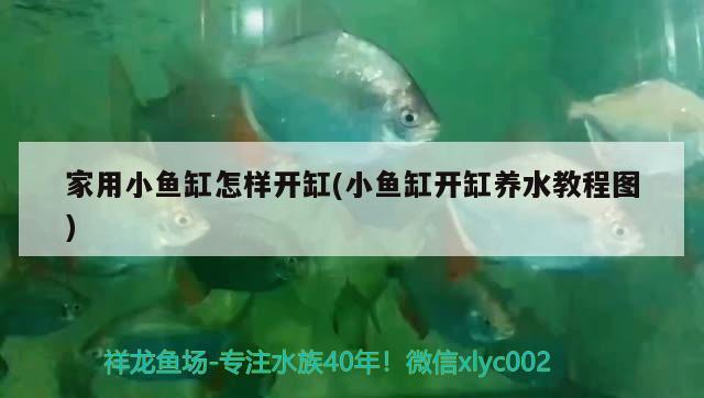 家用小魚缸怎樣開缸(小魚缸開缸養(yǎng)水教程圖) 帝王血鉆魚