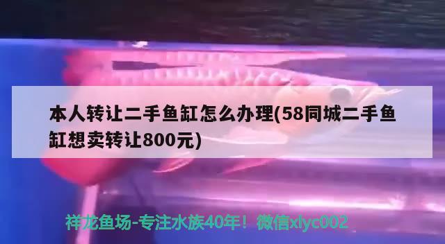 本人轉讓二手魚缸怎么辦理(58同城二手魚缸想賣轉讓800元)