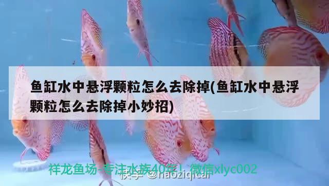 魚缸水中懸浮顆粒怎么去除掉(魚缸水中懸浮顆粒怎么去除掉小妙招) 綠皮皇冠豹魚