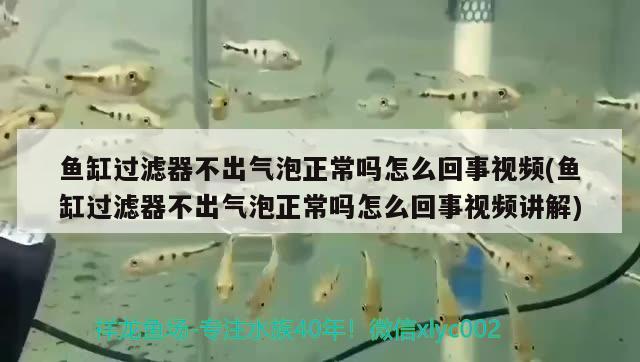 魚缸過濾器不出氣泡正常嗎怎么回事視頻(魚缸過濾器不出氣泡正常嗎怎么回事視頻講解)