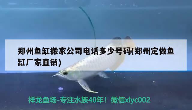 鄭州魚缸搬家公司電話多少號(hào)碼(鄭州定做魚缸廠家直銷) 黃金達(dá)摩魚