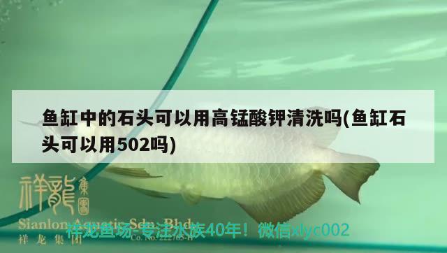 魚缸中的石頭可以用高錳酸鉀清洗嗎(魚缸石頭可以用502嗎)