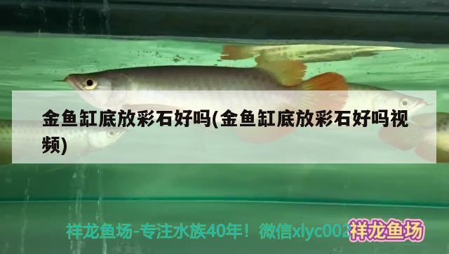 金魚缸底放彩石好嗎(金魚缸底放彩石好嗎視頻)