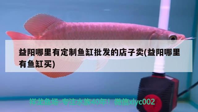 益陽哪里有定制魚缸批發(fā)的店子賣(益陽哪里有魚缸買) 黃金斑馬魚