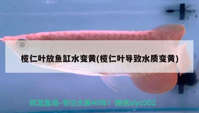 欖仁葉放魚(yú)缸水變黃(欖仁葉導(dǎo)致水質(zhì)變黃)