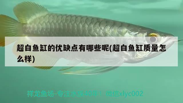 超白魚缸的優(yōu)缺點(diǎn)有哪些呢(超白魚缸質(zhì)量怎么樣) 虎魚百科