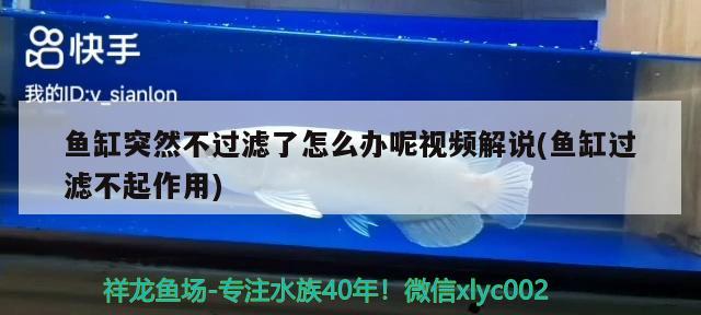 魚缸突然不過濾了怎么辦呢視頻解說(魚缸過濾不起作用) 羅漢魚