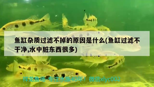 魚缸雜質(zhì)過濾不掉的原因是什么(魚缸過濾不干凈,水中臟東西很多) 定時器/自控系統(tǒng)