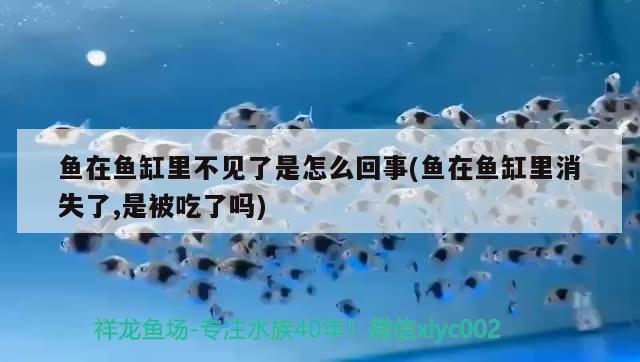 魚在魚缸里不見了是怎么回事(魚在魚缸里消失了,是被吃了嗎) 觀賞魚魚苗