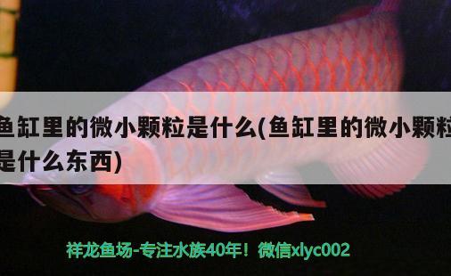 魚(yú)缸里的微小顆粒是什么(魚(yú)缸里的微小顆粒是什么東西) 短身紅龍魚(yú)