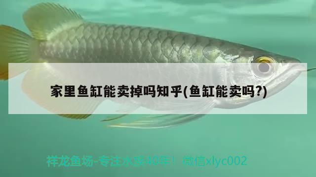 家里魚缸能賣掉嗎知乎(魚缸能賣嗎?) 檸檬鯽