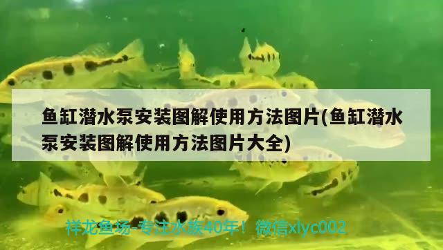 魚缸潛水泵安裝圖解使用方法圖片(魚缸潛水泵安裝圖解使用方法圖片大全)