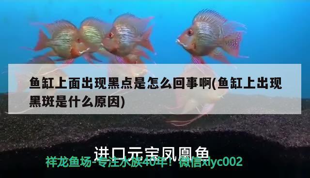 魚缸上面出現(xiàn)黑點(diǎn)是怎么回事啊(魚缸上出現(xiàn)黑斑是什么原因)