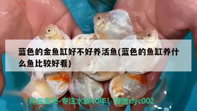 藍(lán)色的金魚缸好不好養(yǎng)活魚(藍(lán)色的魚缸養(yǎng)什么魚比較好看) 龍魚專用燈