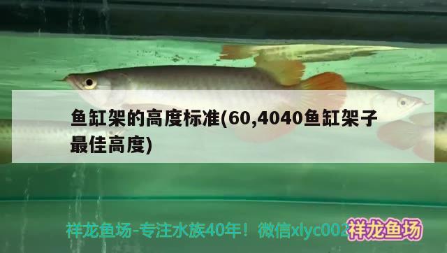 魚缸架的高度標(biāo)準(zhǔn)(60,4040魚缸架子最佳高度) 狗仔（招財貓)魚苗