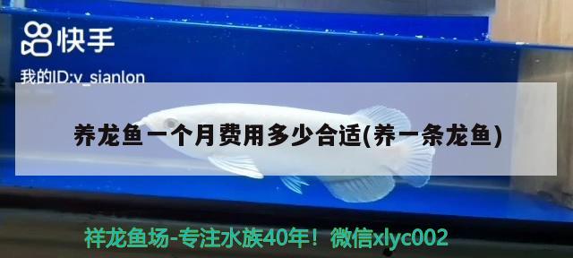 養(yǎng)龍魚一個(gè)月費(fèi)用多少合適(養(yǎng)一條龍魚) B級(jí)過背金龍魚