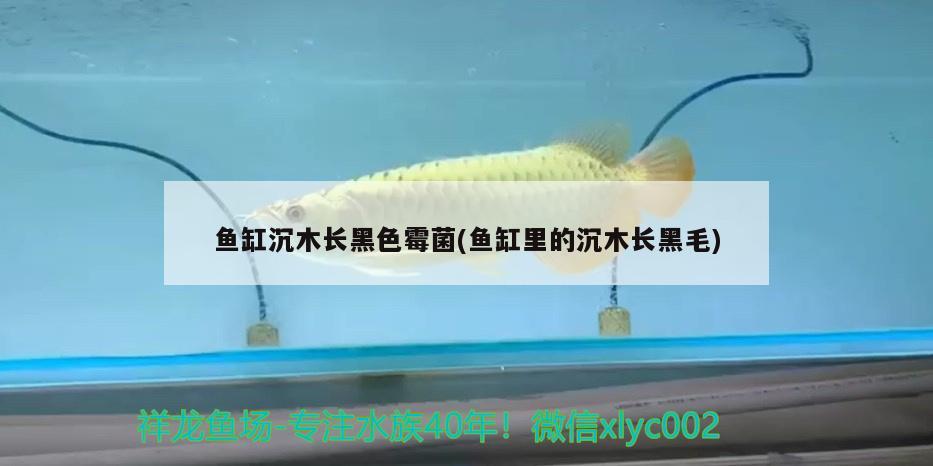 魚缸沉木長黑色霉菌(魚缸里的沉木長黑毛) 黃金鴨嘴魚