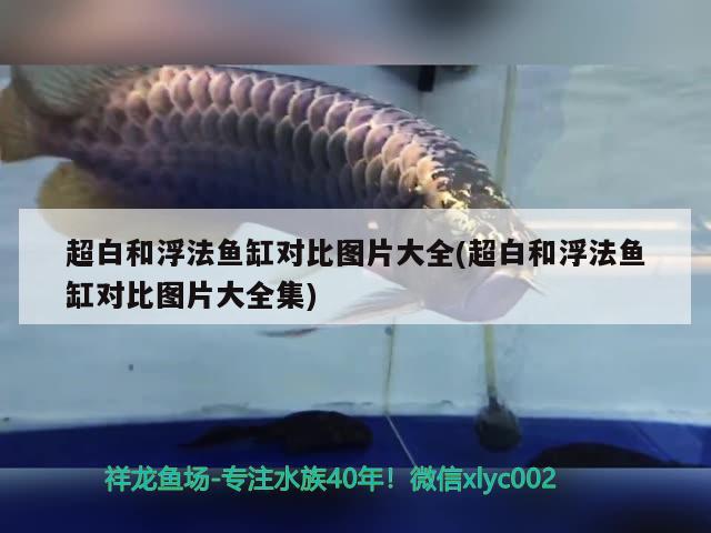 超白和浮法魚缸對比圖片大全(超白和浮法魚缸對比圖片大全集)