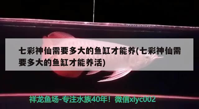 七彩神仙需要多大的魚缸才能養(yǎng)(七彩神仙需要多大的魚缸才能養(yǎng)活) 七彩神仙魚