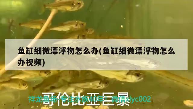 魚(yú)缸細(xì)微漂浮物怎么辦(魚(yú)缸細(xì)微漂浮物怎么辦視頻) 泰龐海蓮魚(yú)