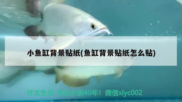 小魚缸背景貼紙(魚缸背景貼紙怎么貼)