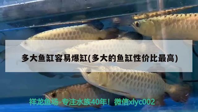 多大魚缸容易爆缸(多大的魚缸性價(jià)比最高)