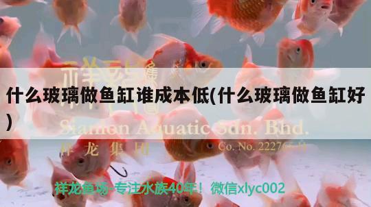 什么玻璃做魚缸誰成本低(什么玻璃做魚缸好) 大正錦鯉魚