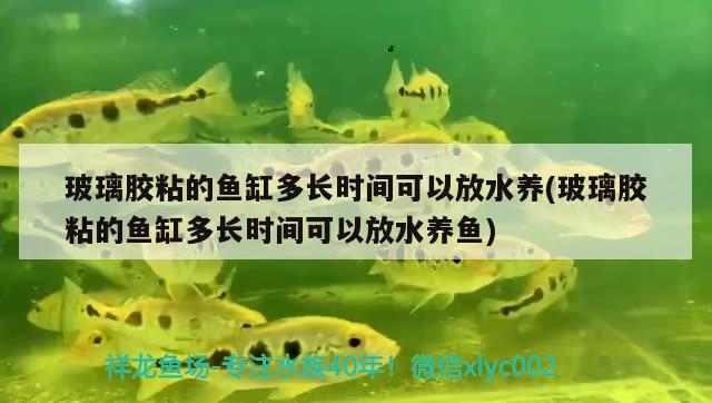 玻璃膠粘的魚(yú)缸多長(zhǎng)時(shí)間可以放水養(yǎng)(玻璃膠粘的魚(yú)缸多長(zhǎng)時(shí)間可以放水養(yǎng)魚(yú))