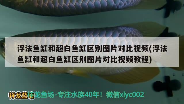 浮法魚缸和超白魚缸區(qū)別圖片對比視頻(浮法魚缸和超白魚缸區(qū)別圖片對比視頻教程) 野生埃及神仙魚