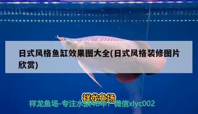 日式風格魚缸效果圖大全(日式風格裝修圖片欣賞)