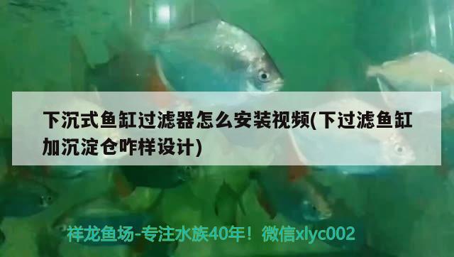 下沉式魚缸過濾器怎么安裝視頻(下過濾魚缸加沉淀倉咋樣設(shè)計) 進口元寶鳳凰魚