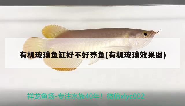 有機玻璃魚缸好不好養(yǎng)魚(有機玻璃效果圖)