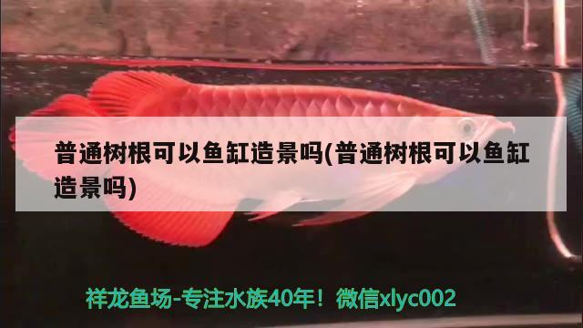 普通樹根可以魚缸造景嗎(普通樹根可以魚缸造景嗎)