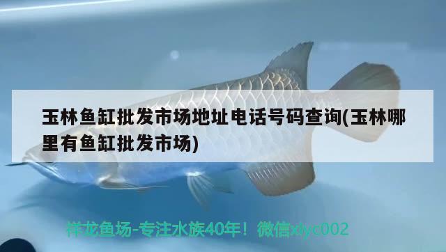 玉林魚缸批發(fā)市場地址電話號碼查詢(玉林哪里有魚缸批發(fā)市場) 龍鳳鯉魚