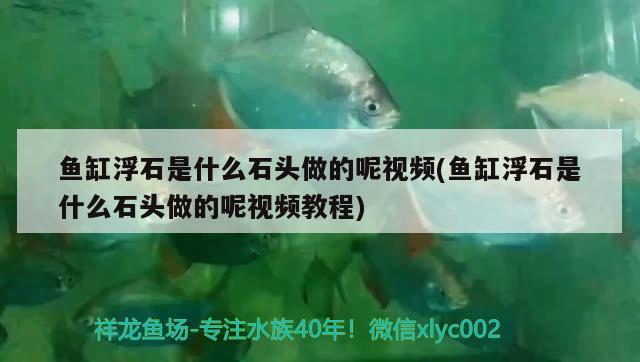 魚缸浮石是什么石頭做的呢視頻(魚缸浮石是什么石頭做的呢視頻教程) 除藻劑