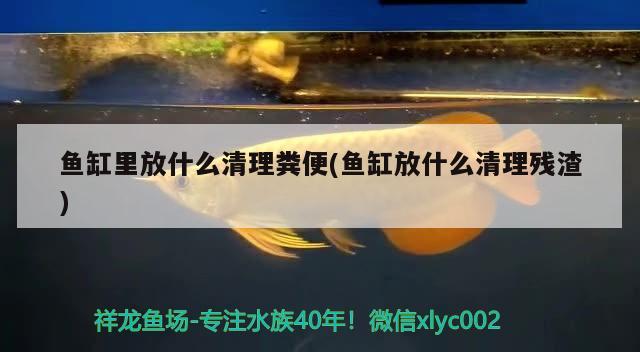 魚缸里放什么清理糞便(魚缸放什么清理殘渣)