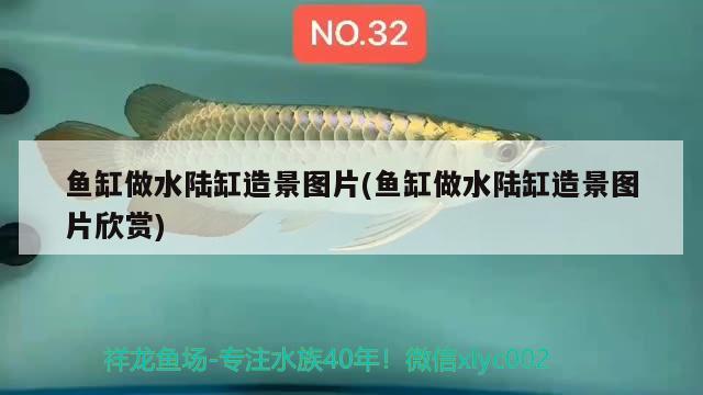 魚缸做水陸缸造景圖片(魚缸做水陸缸造景圖片欣賞) 七紋巨鯉魚