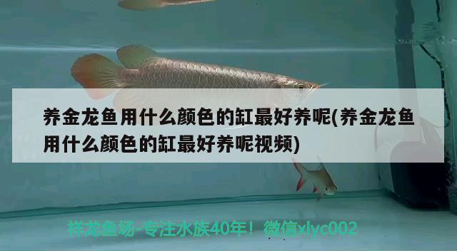 養(yǎng)金龍魚用什么顏色的缸最好養(yǎng)呢(養(yǎng)金龍魚用什么顏色的缸最好養(yǎng)呢視頻)