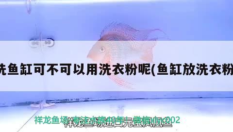 洗魚缸可不可以用洗衣粉呢(魚缸放洗衣粉)