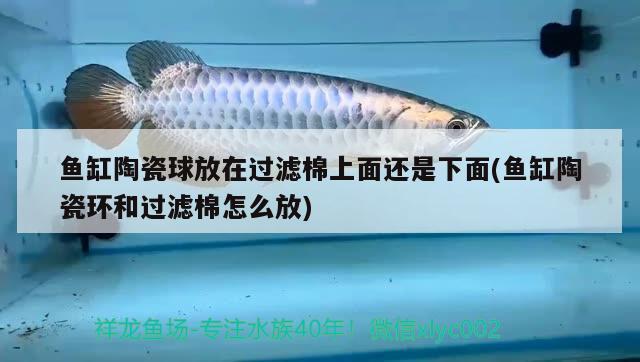 魚缸陶瓷球放在過濾棉上面還是下面(魚缸陶瓷環(huán)和過濾棉怎么放)