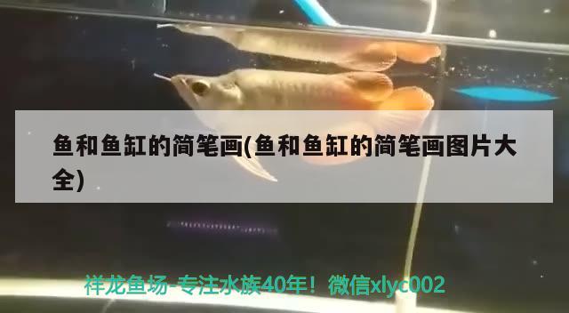 魚和魚缸的簡筆畫(魚和魚缸的簡筆畫圖片大全) 黃金達摩魚