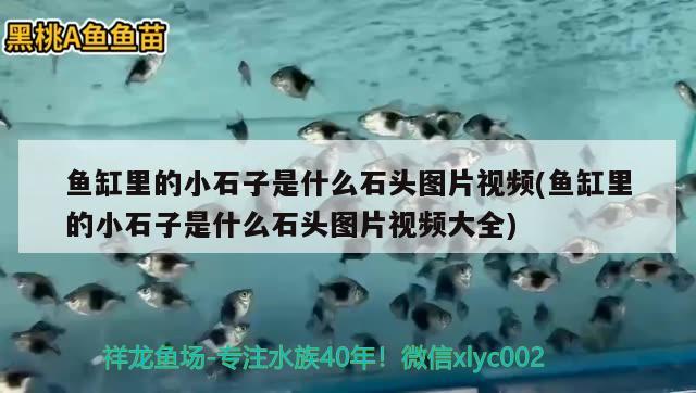 魚缸里的小石子是什么石頭圖片視頻(魚缸里的小石子是什么石頭圖片視頻大全) 祥龍龍魚魚糧