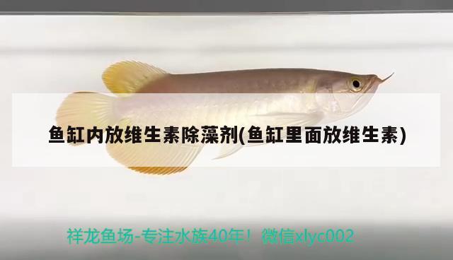 魚缸內(nèi)放維生素除藻劑(魚缸里面放維生素)