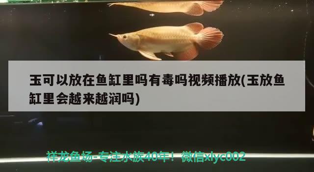 玉可以放在魚缸里嗎有毒嗎視頻播放(玉放魚缸里會越來越潤嗎) 祥龍藍(lán)珀金龍魚