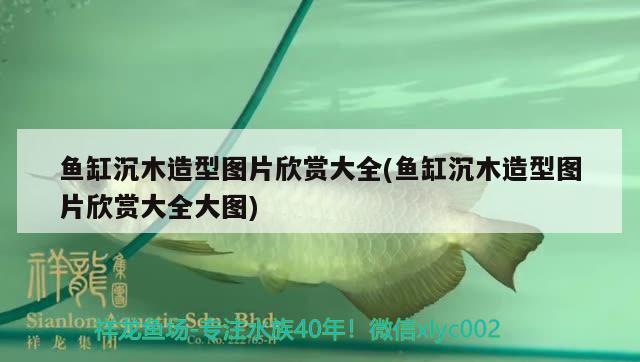 魚缸沉木造型圖片欣賞大全(魚缸沉木造型圖片欣賞大全大圖)