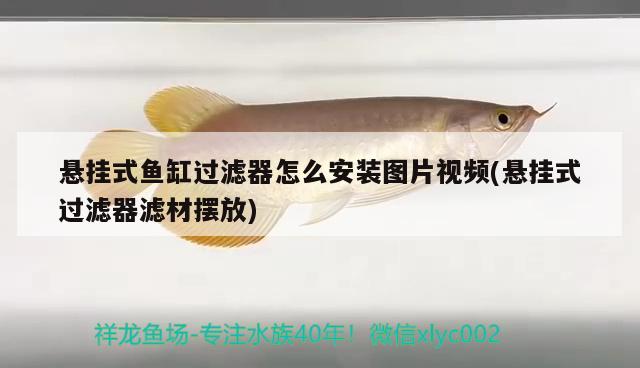 懸掛式魚缸過濾器怎么安裝圖片視頻(懸掛式過濾器濾材擺放) 海水魚（海水魚批發(fā)）