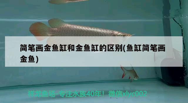 簡(jiǎn)筆畫金魚缸和金魚缸的區(qū)別(魚缸簡(jiǎn)筆畫金魚) 古典過背金龍魚