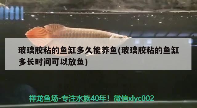 玻璃膠粘的魚缸多久能養(yǎng)魚(玻璃膠粘的魚缸多長(zhǎng)時(shí)間可以放魚) 檸檬鯽