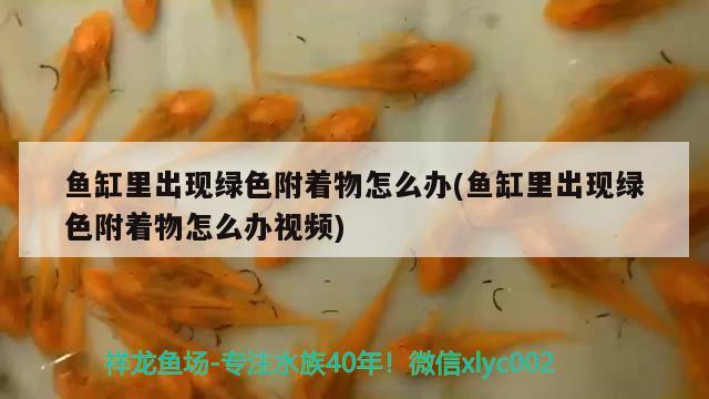 魚缸里出現(xiàn)綠色附著物怎么辦(魚缸里出現(xiàn)綠色附著物怎么辦視頻) 稀有紅龍品種